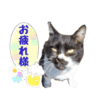 ハッピーニャンズ 日常会話 猫（個別スタンプ：8）