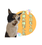 ハッピーニャンズ 日常会話 猫（個別スタンプ：9）