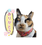 ハッピーニャンズ 日常会話 猫（個別スタンプ：11）