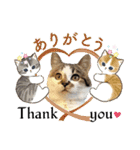 ハッピーニャンズ 日常会話 猫（個別スタンプ：12）
