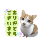 ハッピーニャンズ 日常会話 猫（個別スタンプ：13）