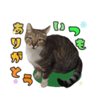 ハッピーニャンズ 日常会話 猫（個別スタンプ：14）