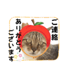 ハッピーニャンズ 日常会話 猫（個別スタンプ：16）
