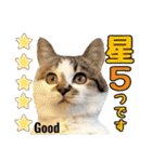 ハッピーニャンズ 日常会話 猫（個別スタンプ：18）
