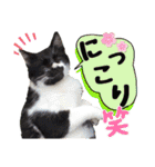 ハッピーニャンズ 日常会話 猫（個別スタンプ：20）