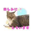 ハッピーニャンズ 日常会話 猫（個別スタンプ：21）