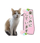 ハッピーニャンズ 日常会話 猫（個別スタンプ：22）