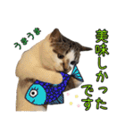 ハッピーニャンズ 日常会話 猫（個別スタンプ：23）