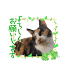 ハッピーニャンズ 日常会話 猫（個別スタンプ：25）