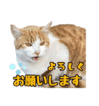 ハッピーニャンズ 日常会話 猫（個別スタンプ：26）
