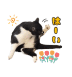 ハッピーニャンズ 日常会話 猫（個別スタンプ：27）