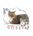 ハッピーニャンズ 日常会話 猫（個別スタンプ：28）