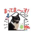 ハッピーニャンズ 日常会話 猫（個別スタンプ：29）