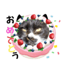 ハッピーニャンズ 日常会話 猫（個別スタンプ：30）