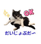ハッピーニャンズ 日常会話 猫（個別スタンプ：31）