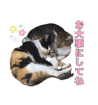 ハッピーニャンズ 日常会話 猫（個別スタンプ：32）