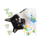 ハッピーニャンズ 日常会話 猫（個別スタンプ：33）