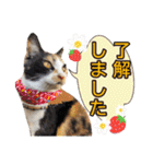 ハッピーニャンズ 日常会話 猫（個別スタンプ：34）