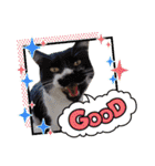 ハッピーニャンズ 日常会話 猫（個別スタンプ：35）