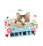 ハッピーニャンズ 日常会話 猫（個別スタンプ：36）