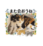 ハッピーニャンズ 日常会話 猫（個別スタンプ：37）