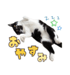 ハッピーニャンズ 日常会話 猫（個別スタンプ：40）