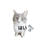 みみこのスタンプだいにだん（個別スタンプ：3）