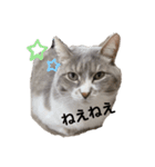 みみこのスタンプだいにだん（個別スタンプ：12）