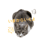みみこのスタンプだいにだん（個別スタンプ：19）
