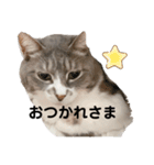 みみこのスタンプだいにだん（個別スタンプ：20）
