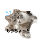 みみこのスタンプだいにだん（個別スタンプ：22）