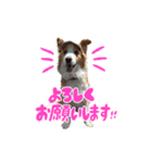 ボーダーコリーの蓮くん（個別スタンプ：1）