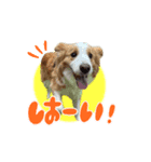 ボーダーコリーの蓮くん（個別スタンプ：2）