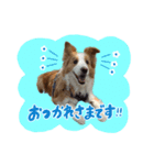 ボーダーコリーの蓮くん（個別スタンプ：3）