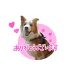 ボーダーコリーの蓮くん（個別スタンプ：4）