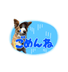 ボーダーコリーの蓮くん（個別スタンプ：5）