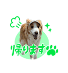ボーダーコリーの蓮くん（個別スタンプ：7）