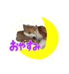 ボーダーコリーの蓮くん（個別スタンプ：8）