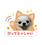 チワワのマメ太郎（個別スタンプ：3）