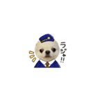 チワワのマメ太郎（個別スタンプ：5）
