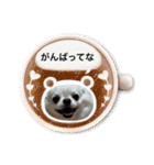 チワワのマメ太郎（個別スタンプ：6）