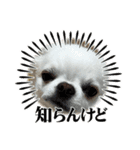 チワワのマメ太郎（個別スタンプ：7）