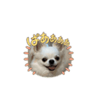 チワワのマメ太郎（個別スタンプ：8）