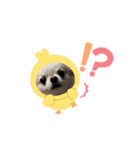 チワワのマメ太郎（個別スタンプ：9）