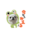 チワワのマメ太郎（個別スタンプ：14）
