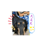 美人犬こむぎ動くスタンプ（個別スタンプ：3）