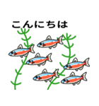熱帯魚たちのスタンプ（個別スタンプ：14）