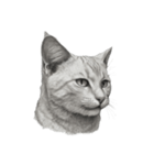 AIモノクロ猫（言葉なし）（個別スタンプ：8）