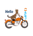 バイク猫2（個別スタンプ：4）