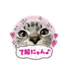 アメショのマーチ（個別スタンプ：1）